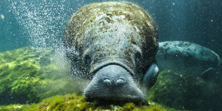 Los océanos, clave para la seguridad alimentaria en México