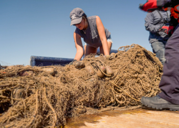 Dos redes gigantes tiradas en un día para proteger a la vaquita