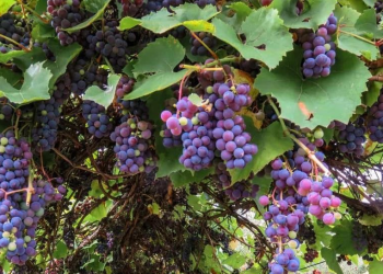 Caborca registra producción histórica en la cosecha de uva