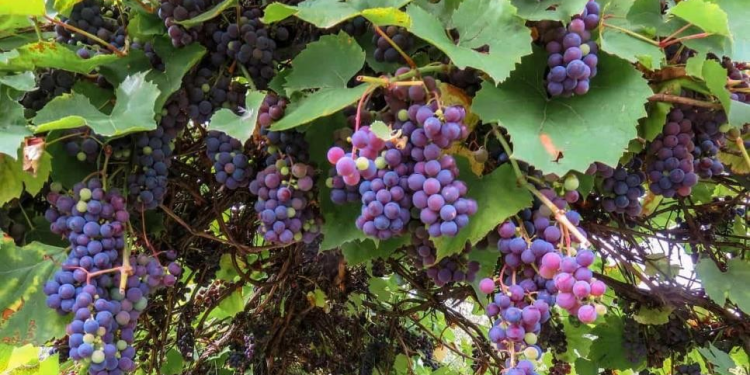 Caborca registra producción histórica en la cosecha de uva