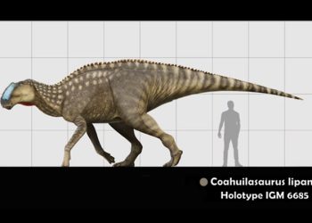 Así es el ‘Coahuilasaurus lipani’, la nueva especie de dinosaurio hallada en el norte de México