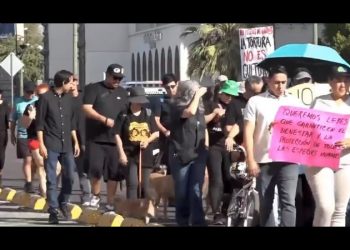 Comunidad animalera pide respeto a la ley de Protección y Bienestar Animal