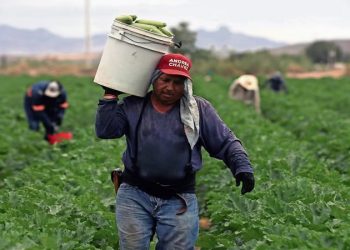 Impuesto criminal pega al campo y sube alimentos