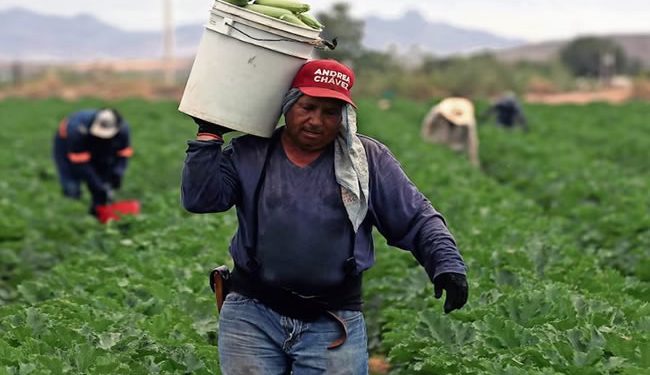 Impuesto criminal pega al campo y sube alimentos
