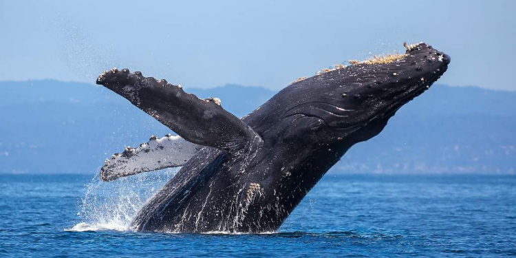 ONG advierten que megaproyecto Saguaro devastará vida marina del Golfo de California; piden su cancelación