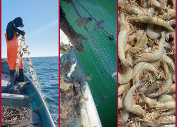 Alertan sobre blanqueamiento de camarón en hábitat de vaquita marina para venta en EU