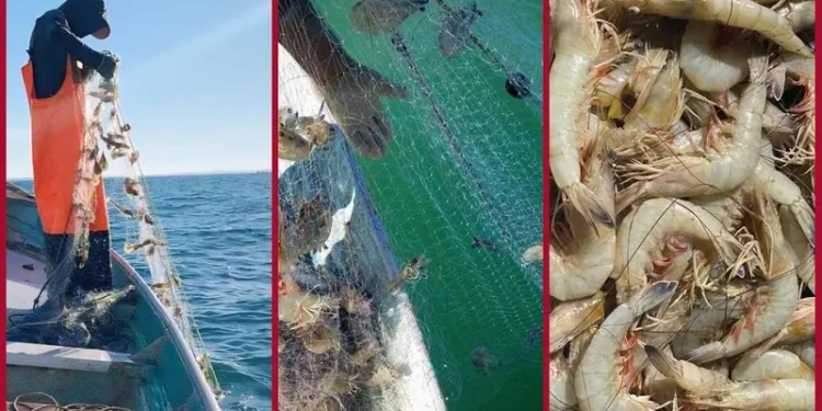 Alertan sobre blanqueamiento de camarón en hábitat de vaquita marina para venta en EU