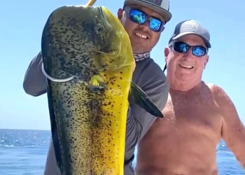 Por qué es tan codiciado el pez dorado, o mahi mahi: Estas son sus posibles razones