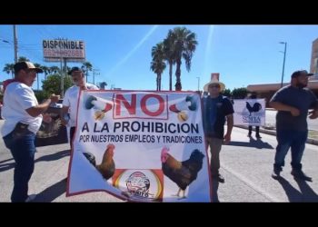 Darán tres años a galleros de Sonora para aplicar las disposiciones de la Ley de Protección y Bienestar Animal