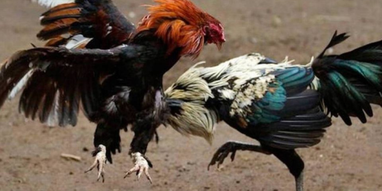 “Soy protectora de animales”, Sheinbaum reacciona a freno de ley que prohíbe peleas de gallos en Sonora