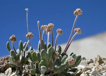 EEUU autoriza mina de litio en la tierra de una flor única en el mundo