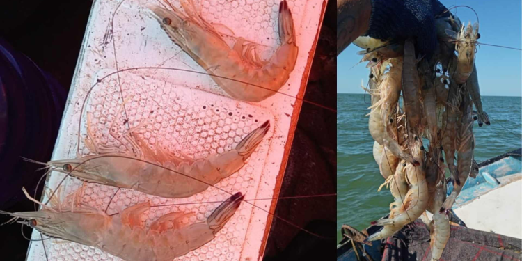 Levantan Veda de Camarón en Océano Pacífico, Golfo de California y Bahías de Sonora