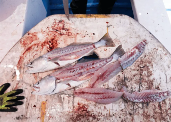 La Totoaba es el pescado más caro del mundo