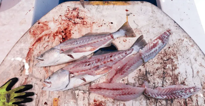 La Totoaba es el pescado más caro del mundo