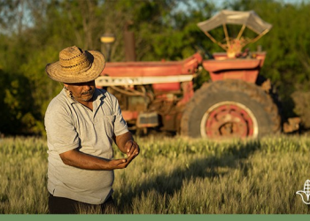 Agricultores del sur de Sonora dejarán de sembrar 70% de superficie por sequía