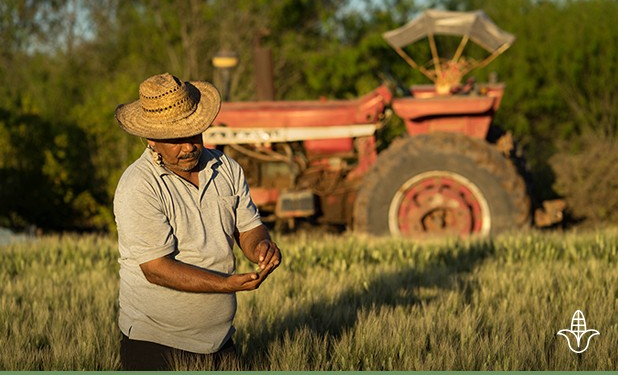 Agricultores del sur de Sonora dejarán de sembrar 70% de superficie por sequía