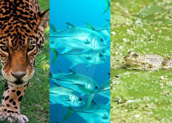 Día Mundial de los Animales: México es el cuarto país con mayor riqueza de especies