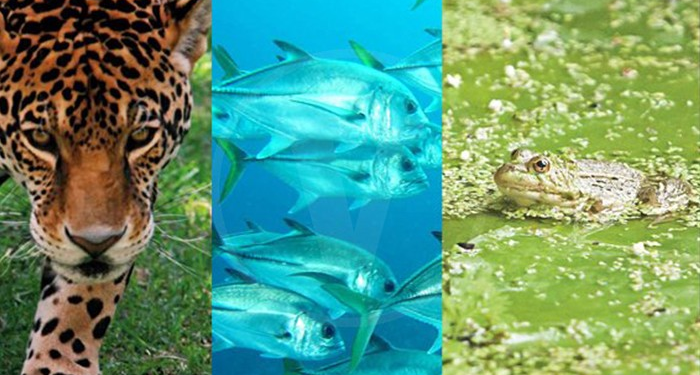 Día Mundial de los Animales: México es el cuarto país con mayor riqueza de especies