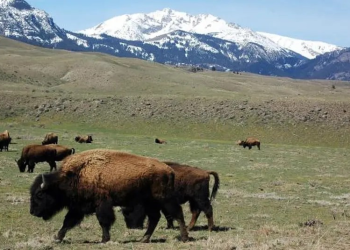 El retorno del bisonte al Parque Nacional de Banff: restaurando el ecosistema