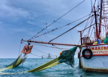A una semana de levantarse veda, pescadores de altamar de Sinaloa y Sonora siguen sin capturas