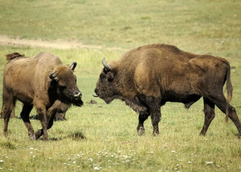 El bisonte europeo resurge como protector del ecosistema