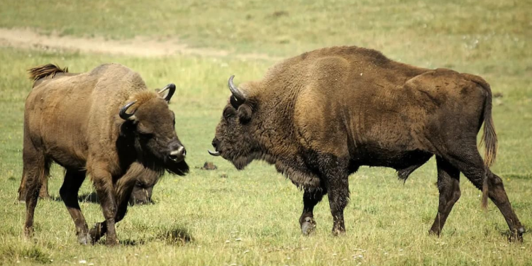 El bisonte europeo resurge como protector del ecosistema