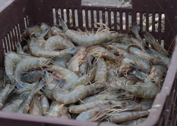 ¡A preparar lanchas! Este miércoles concluye la veda de camarón en Sinaloa y Sonora