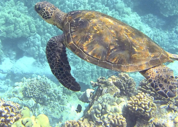 Tortugas marinas están protegidas por la Ley: Este artículo prohíbe su extracción en México