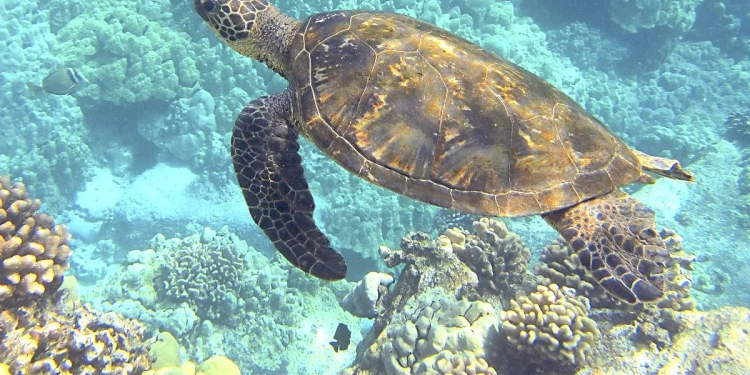 Tortugas marinas están protegidas por la Ley: Este artículo prohíbe su extracción en México