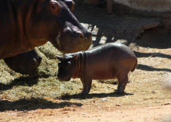 Nace cría de hipopótamo en el Centro Ecológico de Sonora