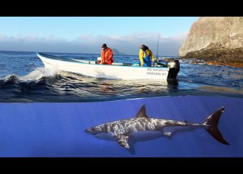 Tiburón blanco, el vecino del pueblo de Isla Guadalupe