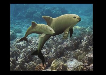 Negligencia provocará la extinción de la vaquita marina