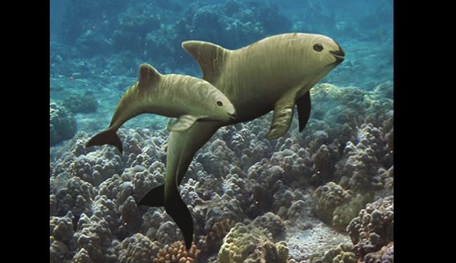 Negligencia provocará la extinción de la vaquita marina