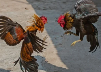 Aprueban Ley de Protección Animal con prórroga de tres años para peleas de gallos