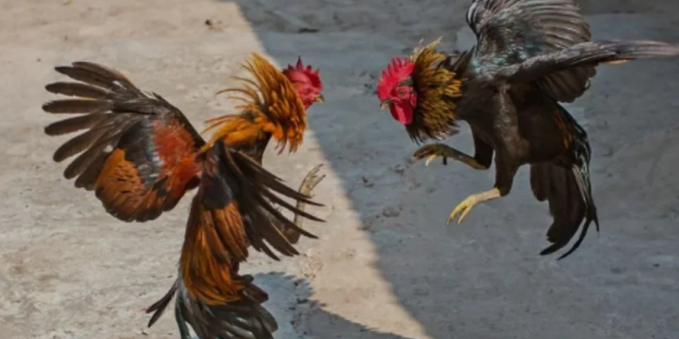 Aprueban Ley de Protección Animal con prórroga de tres años para peleas de gallos