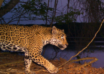 Las granjas camaroneras amenazan los manglares y jaguares de México