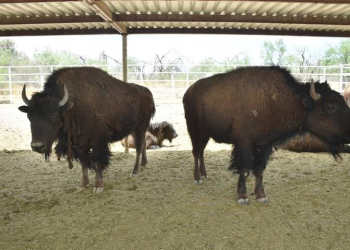 En los sitios donde opera, Peñoles trabaja en la protección de la fauna
