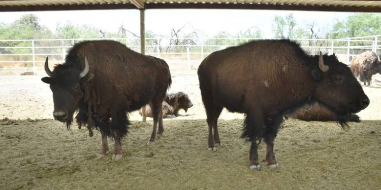 En los sitios donde opera, Peñoles trabaja en la protección de la fauna