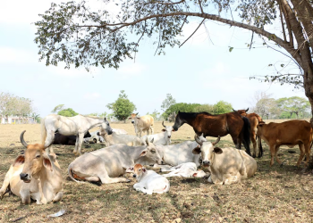 Frena suspensión de exportaciones de ganado a EU flujo de 10 mil cabezas