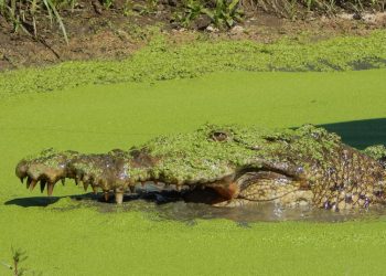 Proteger cocodrilos para tener camarones: la historia de los pescadores que recuperaron la salud de un estuario en México