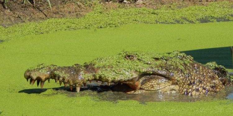 Proteger cocodrilos para tener camarones: la historia de los pescadores que recuperaron la salud de un estuario en México