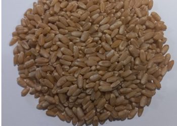 Nueva variedad de trigo harinero “PITAHAYA M2024” del INIFAP