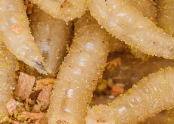 Un gusano que devora carne viva amenaza con llegar a México a través del ganado ilegal