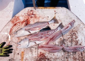 La totoaba: el pescado más caro del mundo