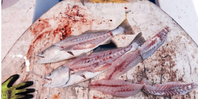 La totoaba: el pescado más caro del mundo