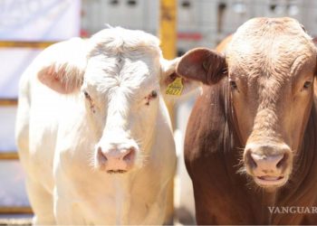 Trabajan por reapertura en EU a ganado mexicano; darían prioridad a Sonora y Chihuahua