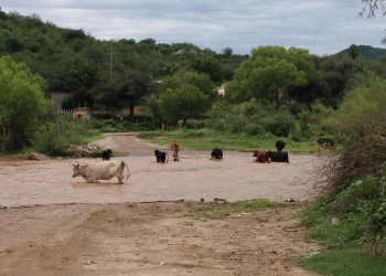 Llaman en Sonora a implementar protocolos en ganado por bajas temperaturas