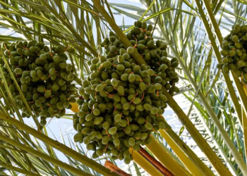 Participarán productores del BC en el 3er. Festival Internacional de Palma Datilera en SLRC Sonora