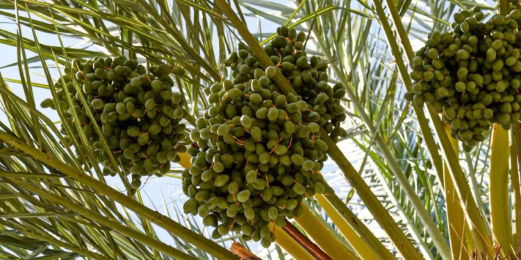 Participarán productores del BC en el 3er. Festival Internacional de Palma Datilera en SLRC Sonora