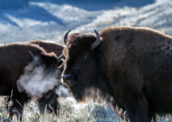 Yellowstone: descubren la presencia continua de grandes herbívoros desde hace 2.300 años